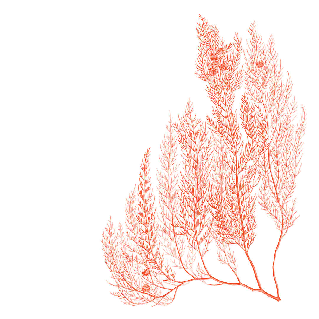 Illustration eines feinen Zypressenzweigs in leuchtendem Rot-Orange, auf weißem Hintergrund.